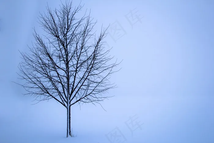 树，雪，冬天，景观，孤独，白