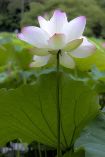 中国风,莲花,花卉,意境,植物 中国风,莲花,花卉,意境,植物