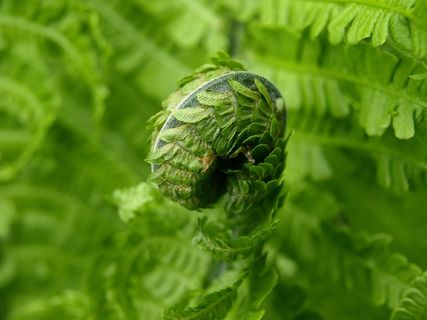 蕨类，绿色，植物，春天