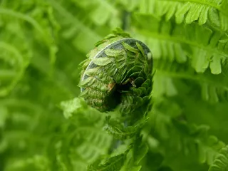 蕨类，绿色，植物，春天
