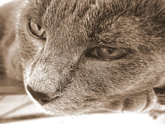 小猫，猫，动物，可爱，宠物
