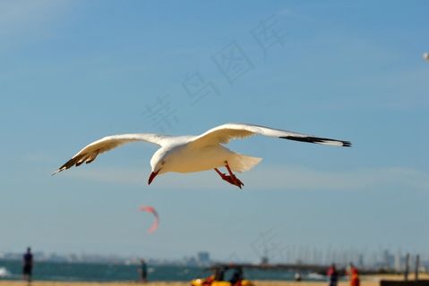 海鸥，鸟，翅膀，飞行，翅膀，翅膀，飞，飞行