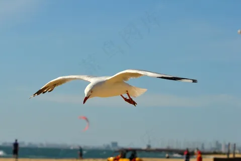 海鸥，鸟，翅膀，飞行，翅膀，翅膀，飞，飞行