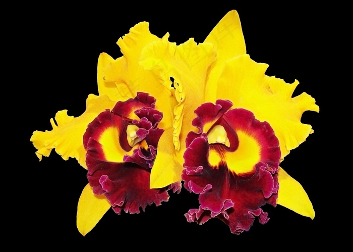 兰花，花，黄色兰花