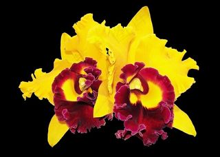 兰花，花，黄色兰花
