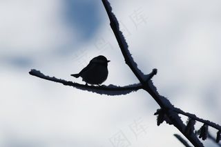 鸟，动物，剪影，冬天，路，枝杈