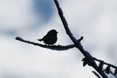 鸟,动物,剪影,冬天,路,枝杈 鸟,动物,剪影,冬天,路,枝杈