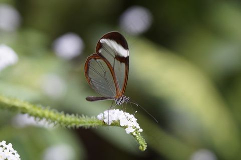Greta Morgane Morgane,蝴蝶,Edelfalter Greta Morgane Morgane,蝴蝶,Edelfalter