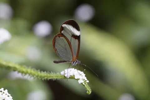 Greta Morgane Morgane,蝴蝶,Edelfalter Greta Morgane Morgane,蝴蝶,Edelfalter