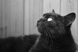 猫，黑猫，周到，宠物，猫人，黑色