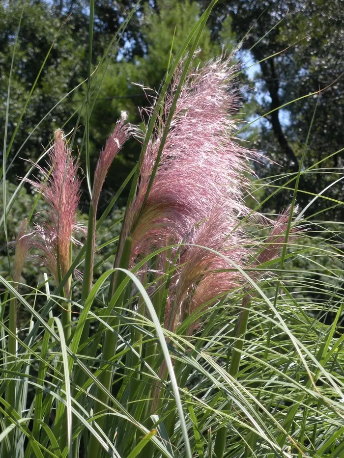 蒲苇，草，热带，景观，植物