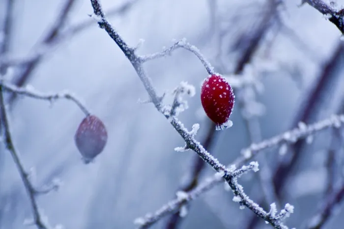 霜，冬天，野玫瑰，白色，冷，雪，冰