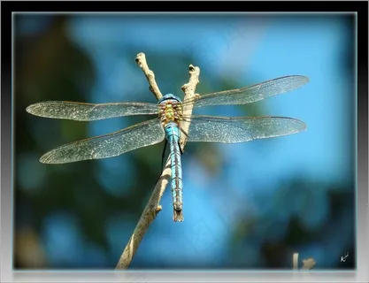 蜻蜓,豆娘,蜻蜓目昆虫,蜻蜒,阔翅豆娘,蓝蜻蜓