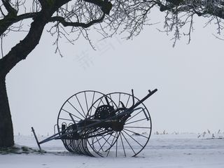 冬季，树，卡尔，雪，静物，干草特德斯
