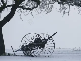 冬季，树，卡尔，雪，静物，干草特德斯