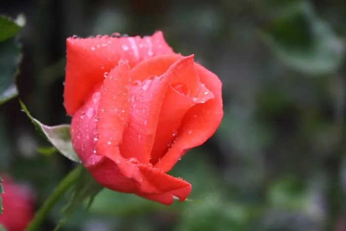 玫瑰，雨，滴水