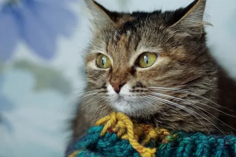 猫,动物,猫,宠物,宠物,动物,蓬松猫 猫,动物,猫,宠物,宠物,动物,蓬松猫