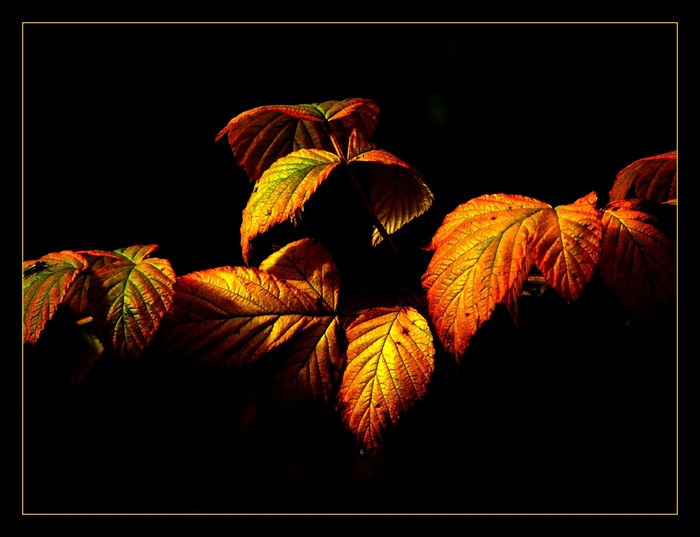 秋叶，五颜六色的树叶，秋天的颜色，秋天