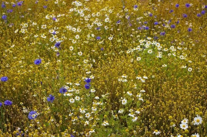 洋甘菊花，洋甘菊，鲜花，草药