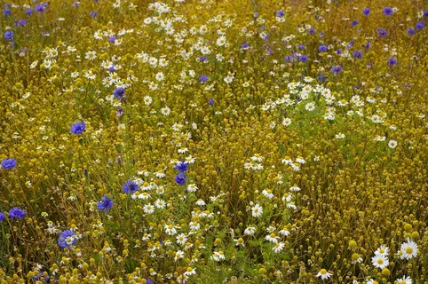 洋甘菊花，洋甘菊，鲜花，草药