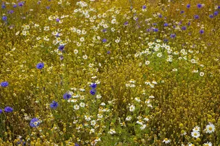 洋甘菊花，洋甘菊，鲜花，草药