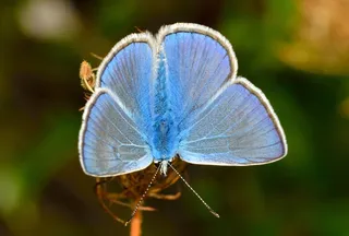 蝴蝶，Polyommatus，伊卡洛斯