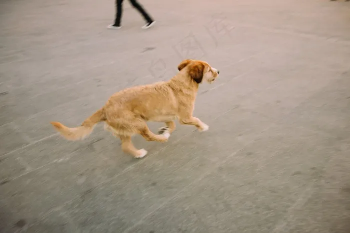 狗,小狗,中华田园犬,金毛/金毛寻回犬,金毛犬,走狗