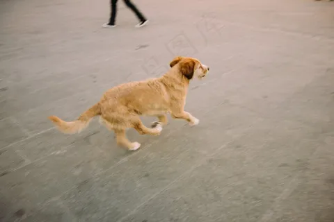 狗,小狗,中华田园犬,金毛/金毛寻回犬,金毛犬,走狗