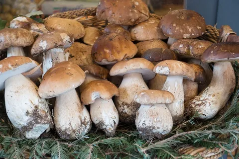 蘑菇,等概率圆,篮,性质,秋季,森林,吃 蘑菇,等概率圆,篮,性质,秋季,森林,吃