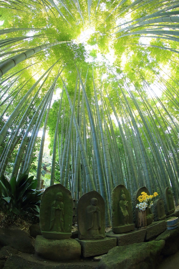 生命，死亡，激发，悲伤，明亮，生活，死亡