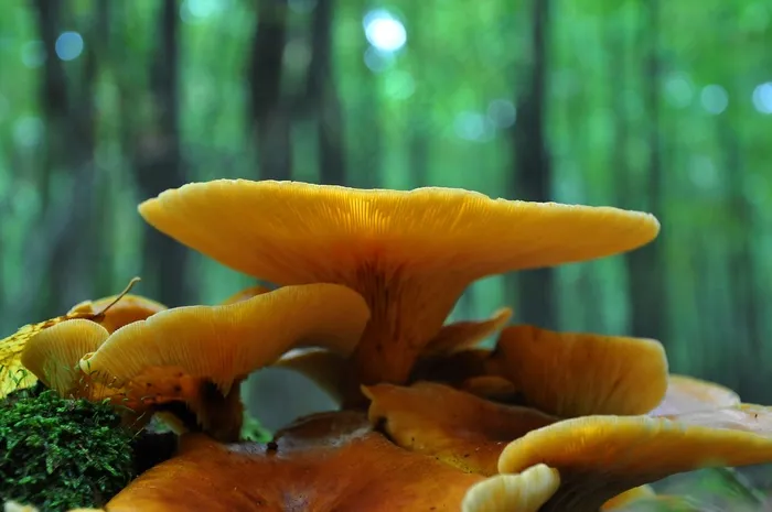 蘑菇，森林，秋季，黄蘑菇