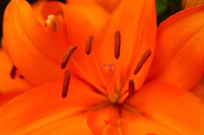 花，开花，橙色，明亮，雌蕊
