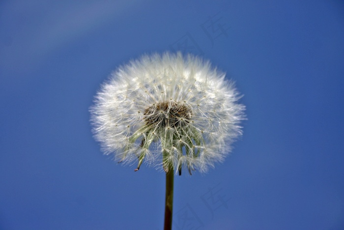 蒲公英，植物，性质，草地，春天，天空，关闭