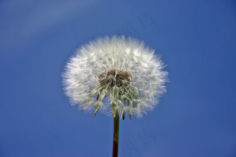 蒲公英，植物，性质，草地，春天，天空，关闭