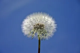 蒲公英，植物，性质，草地，春天，天空，关闭