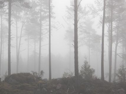 雾，森林，有雾，雾，树，秋季，如梦如幻