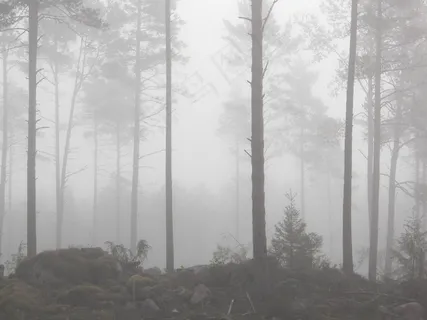 雾，森林，有雾，雾，树，秋季，如梦如幻