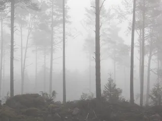 雾，森林，有雾，雾，树，秋季，如梦如幻