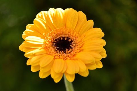 非洲菊,橙色,花,Schnittblume,开花,盛开 非洲菊,橙色,花,Schnittblume,开花,盛开
