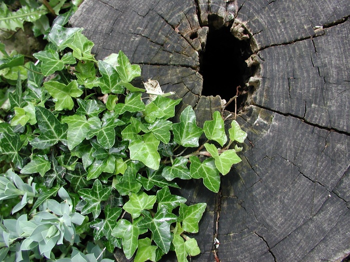 常春藤，树桩，自然，木材，树，花园，叶子