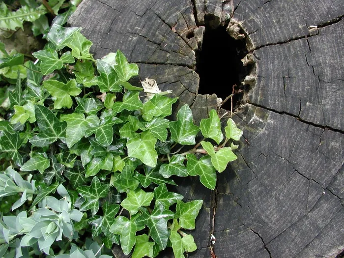 常春藤，树桩，自然，木材，树，花园，叶子