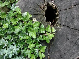 常春藤，树桩，自然，木材，树，花园，叶子