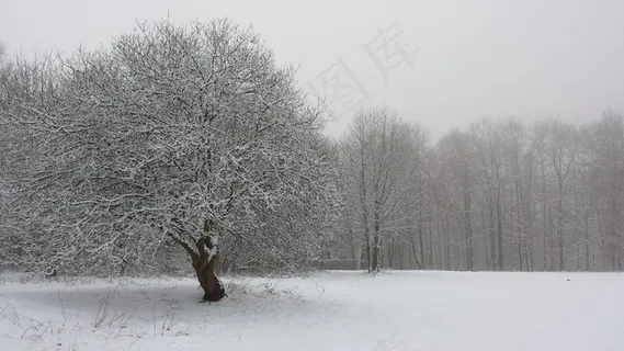 冬季，树，场，白色，性质，冷，雪，森林