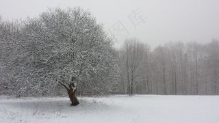 冬季，树，场，白色，性质，冷，雪，森林