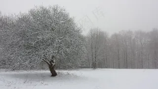 冬季，树，场，白色，性质，冷，雪，森林