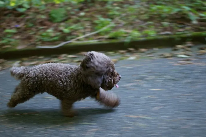 狗，运行，运行，小狗，宠物，犬，快乐，活跃