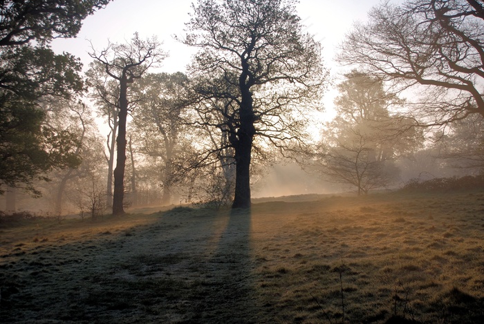 朦胧，早晨，日出，树木，宁静，和平，雾
