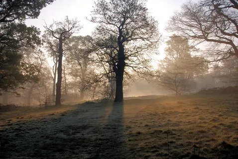 朦胧，早晨，日出，树木，宁静，和平，雾