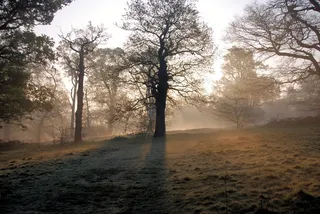 朦胧，早晨，日出，树木，宁静，和平，雾