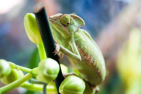 变色龙,动物,异国情调,宠物,爬行动物,绿色,颜色 变色龙,动物,异国情调,宠物,爬行动物,绿色,颜色